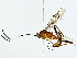  (Polycyrtus Malaise6264 - BIOUG89982-F03)  @11 [ ] CreativeCommons - Attribution (2022) CBG Photography Group Centre for Biodiversity Genomics