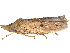  (Diestostemma - BIOUG89983-F07)  @15 [ ] CreativeCommons - Attribution (2022) CBG Photography Group Centre for Biodiversity Genomics