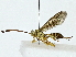  ( - BIOUG89996-B12)  @11 [ ] CreativeCommons - Attribution (2022) CBG Photography Group Centre for Biodiversity Genomics