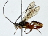  (Carinodes Malaise2551 - BIOUG89996-C12)  @11 [ ] CreativeCommons - Attribution (2022) CBG Photography Group Centre for Biodiversity Genomics