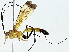  (Meniscomorpha venusia - BIOUG89998-C03)  @11 [ ] CreativeCommons - Attribution (2022) CBG Photography Group Centre for Biodiversity Genomics