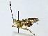  ( - BIOUG89998-C12)  @11 [ ] CreativeCommons - Attribution (2022) CBG Photography Group Centre for Biodiversity Genomics
