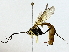  (Dusona INB-011 - BIOUG89998-G03)  @11 [ ] CreativeCommons - Attribution (2022) CBG Photography Group Centre for Biodiversity Genomics