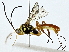 ( - BIOUG89998-G08)  @11 [ ] CreativeCommons - Attribution (2022) CBG Photography Group Centre for Biodiversity Genomics