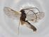  (Chilocyrtus malaise1862 - BIOUG90581-F03)  @11 [ ] CreativeCommons - Attribution (2022) Centre for Biodiversity Genomics Centre for Biodiversity Genomics
