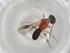  (Leptodrepana Malaise3340 - BIOUG91473-F02)  @11 [ ] CreativeCommons - Attribution (2022) Centre for Biodiversity Genomics Centre for Biodiversity Genomics