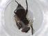 (Lizophaga Malaise3289 - BIOUG91742-C08)  @11 [ ] CreativeCommons - Attribution (2022) Centre for Biodiversity Genomics Centre for Biodiversity Genomics