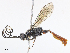  (Carinodes Malaise8114 - CBG-A08769-G01)  @11 [ ] CreativeCommons - Attribution Share - Alike (2023) CBG Photography Group Centre for Biodiversity Genomics