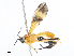  ( - CBG-A08769-H01)  @11 [ ] CreativeCommons - Attribution Share - Alike (2023) CBG Photography Group Centre for Biodiversity Genomics