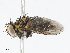  ( - CBG-A08770-A04)  @11 [ ] CreativeCommons - Attribution Share - Alike (2023) CBG Photography Group Centre for Biodiversity Genomics