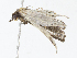  (erebidBioLep01 BioLep65 - CBG-A08770-C12)  @11 [ ] CreativeCommons - Attribution Share - Alike (2023) CBG Photography Group Centre for Biodiversity Genomics
