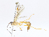 (Cystomastax Malaise4968 - CBG-A08770-G04)  @11 [ ] CreativeCommons - Attribution Share - Alike (2023) CBG Photography Group Centre for Biodiversity Genomics