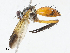  (Neomintho Malaise9323 - CBG-A08795-G12)  @11 [ ] CreativeCommons - Attribution Share - Alike (2023) CBG Photography Group Centre for Biodiversity Genomics