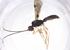  (Heterospilus Malaise9246 - CBG-A37668-A12)  @11 [ ] CreativeCommons - Attribution Share - Alike (2024) Centre for Biodiversity Genomics Centre for Biodiversity Genomics