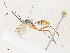  ( - CBG-A38421-E04)  @11 [ ] CreativeCommons - Attribution Share - Alike (2024) CBG Photography Group Centre for Biodiversity Genomics