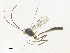  ( - CBG-A38423-C07)  @11 [ ] CreativeCommons - Attribution Share - Alike (2024) CBG Photography Group Centre for Biodiversity Genomics