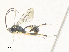  ( - CBG-A38515-A01)  @11 [ ] CreativeCommons - Attribution Share - Alike (2024) CBG Photography Group Centre for Biodiversity Genomics