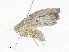  ( - CBG-A38515-G01)  @11 [ ] CreativeCommons - Attribution Share - Alike (2024) CBG Photography Group Centre for Biodiversity Genomics