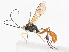  (Hyposoter INB-51 - CBG-A38516-B02)  @11 [ ] CreativeCommons - Attribution Share - Alike (2024) CBG Photography Group Centre for Biodiversity Genomics
