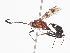  (ichneuMalaise01 Malaise5553 - CBG-A38516-D08)  @11 [ ] CreativeCommons - Attribution Share - Alike (2024) CBG Photography Group Centre for Biodiversity Genomics