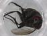  (Lixophaga Malaise7188 - BIOUG97068-B12)  @11 [ ] CreativeCommons - Attribution (2023) Centre for Biodiversity Genomics Centre for Biodiversity Genomics