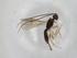  (Heterospilus Malaise7754 - BIOUG97266-G03)  @11 [ ] CreativeCommons - Attribution (2023) Centre for Biodiversity Genomics Centre for Biodiversity Genomics
