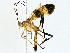  ( - BIOUG97740-A04)  @11 [ ] CreativeCommons - Attribution (2023) CBG Photography Group Centre for Biodiversity Genomics