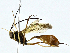  ( - BIOUG97740-A08)  @11 [ ] CreativeCommons - Attribution (2023) CBG Photography Group Centre for Biodiversity Genomics