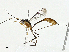  (Xiphosomella Malaise7181 - BIOUG97740-E02)  @11 [ ] CreativeCommons - Attribution (2023) CBG Photography Group Centre for Biodiversity Genomics