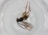  (Promicrogaster Malaise3639 - BIOUG98476-F03)  @11 [ ] CreativeCommons - Attribution (2023) Centre for Biodiversity Genomics Centre for Biodiversity Genomics