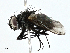  (Opsomeigenia Malaise0699 - BIOUG99525-A03)  @11 [ ] CreativeCommons - Attribution (2023) CBG Photography Group Centre for Biodiversity Genomics