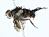  ( - BIOUG99525-A06)  @11 [ ] CreativeCommons - Attribution (2023) CBG Photography Group Centre for Biodiversity Genomics