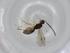  (Heterospilus Malaise0292 - CBG-A00215-D10)  @11 [ ] CreativeCommons - Attribution (2023) Centre for Biodiversity Genomics Centre for Biodiversity Genomics