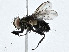  ( - CBG-A00287-F08)  @11 [ ] CreativeCommons - Attribution (2023) CBG Photography Group Centre for Biodiversity Genomics