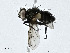  ( - CBG-A00287-F12)  @11 [ ] CreativeCommons - Attribution (2023) CBG Photography Group Centre for Biodiversity Genomics