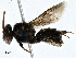  ( - CBG-A00288-A07)  @11 [ ] CreativeCommons - Attribution (2023) CBG Photography Group Centre for Biodiversity Genomics