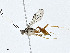  ( - CBG-A00288-A11)  @11 [ ] CreativeCommons - Attribution (2023) CBG Photography Group Centre for Biodiversity Genomics