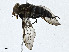  ( - CBG-A00289-B10)  @11 [ ] CreativeCommons - Attribution (2023) CBG Photography Group Centre for Biodiversity Genomics