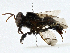  ( - CBG-A00354-E07)  @11 [ ] CreativeCommons - Attribution (2023) CBG Photography Group Centre for Biodiversity Genomics