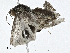  ( - CBG-A00354-G03)  @11 [ ] CreativeCommons - Attribution (2023) CBG Photography Group Centre for Biodiversity Genomics