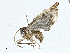 (Hypometalla Malaise72245 - CBG-A00356-F07)  @11 [ ] CreativeCommons - Attribution (2023) CBG Photography Group Centre for Biodiversity Genomics