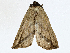  (erebidJanzen01 Janzen63 - CBG-A00358-G03)  @11 [ ] CreativeCommons - Attribution (2023) CBG Photography Group Centre for Biodiversity Genomics