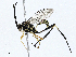  (cryptJanzen01 malaise1983 - CBG-A00359-A07)  @11 [ ] CreativeCommons - Attribution (2023) CBG Photography Group Centre for Biodiversity Genomics
