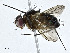  ( - CBG-A01230-A10)  @11 [ ] CreativeCommons - Attribution (2023) CBG Photography Group Centre for Biodiversity Genomics