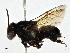  ( - CBG-A01230-G01)  @11 [ ] CreativeCommons - Attribution (2023) CBG Photography Group Centre for Biodiversity Genomics