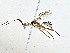  (cryptJanzen01 Malaise1175 - CBG-A01230-G02)  @11 [ ] CreativeCommons - Attribution (2023) CBG Photography Group Centre for Biodiversity Genomics