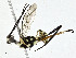  (cryptJanzen01 malaise1008 - CBG-A01231-D02)  @11 [ ] CreativeCommons - Attribution (2023) CBG Photography Group Centre for Biodiversity Genomics