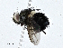  ( - CBG-A01232-G09)  @11 [ ] CreativeCommons - Attribution (2023) CBG Photography Group Centre for Biodiversity Genomics