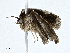  ( - CBG-A01233-A11)  @11 [ ] CreativeCommons - Attribution (2023) CBG Photography Group Centre for Biodiversity Genomics