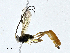  (ichJanzen01 Janzen9954 - CBG-A01233-B12)  @11 [ ] CreativeCommons - Attribution (2023) CBG Photography Group Centre for Biodiversity Genomics